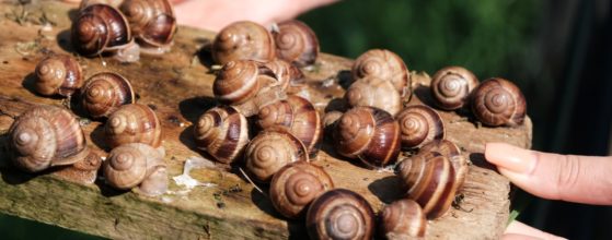 Escargots Petits Gris Namurois